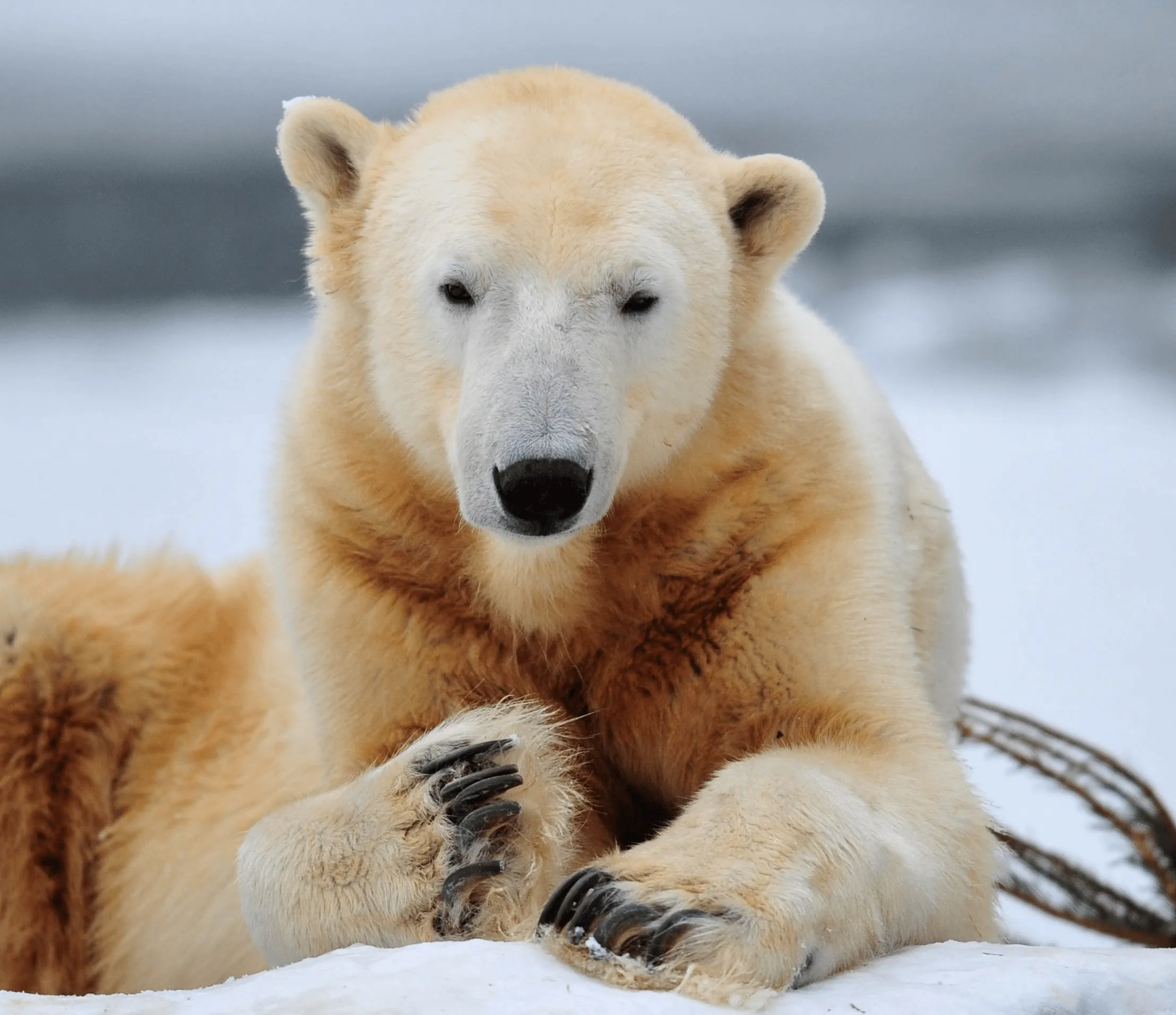 Oso Polar - Wiki Reino Animalia