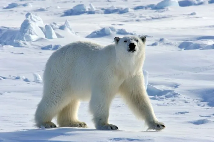 Oso polar | Wikifaunia, tu enciclopedia de animales