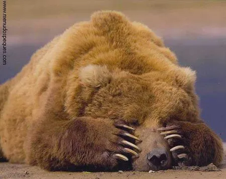 Un oso triste - Imagui