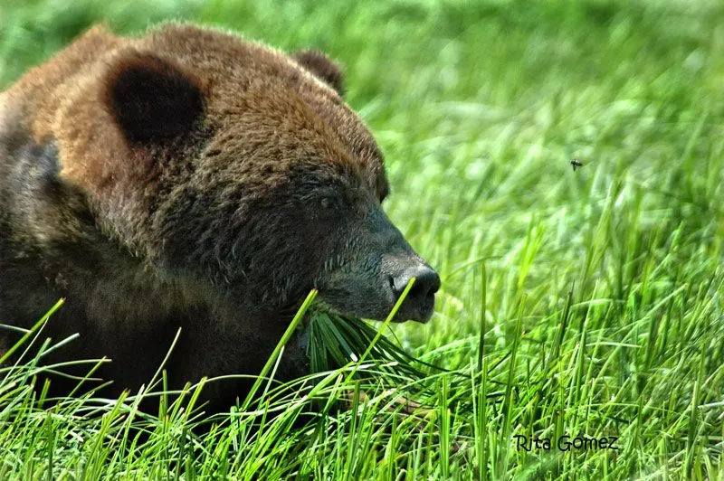 Oso_pardo_comiendo_pasto.jpg