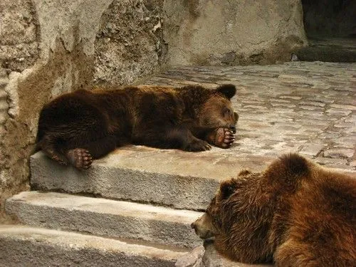 osos durmiendo la siesta - a photo on Flickriver