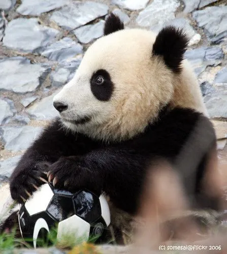 Tierno panda futbolista