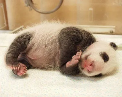 Fotos de Osos Panda Bebés creciendo | Marulo - Mascotas y Animales