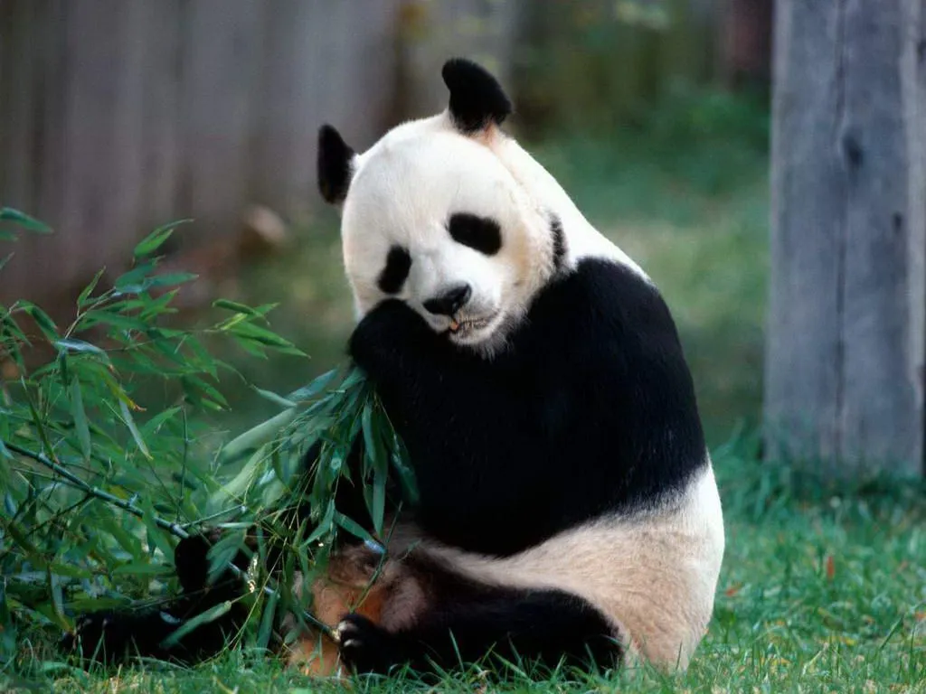 osos panda gigantes