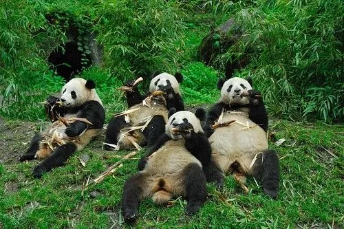 Osos Panda a la hora de la comida... se les ve muy relajados - La ...