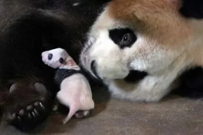 Osos panda: Imagenes de Osos Pandas Bebés