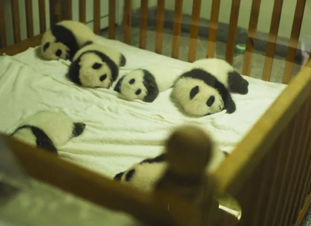 Osos pandas bebés - Imagui