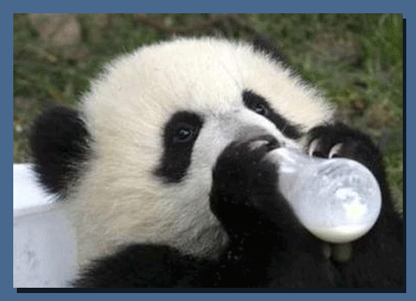 Osos pandas bebés tiernos - Imagui