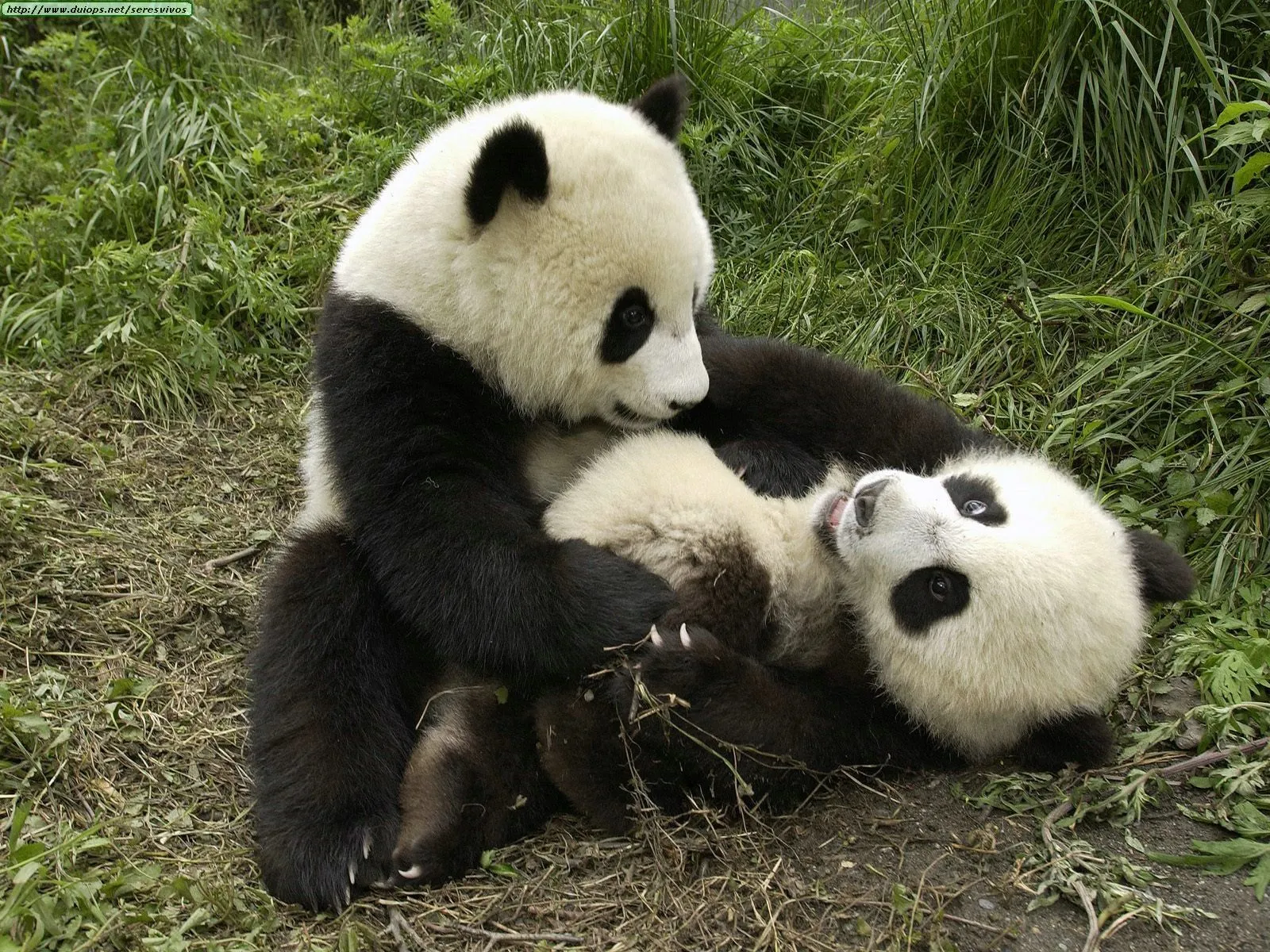 Los osos pandas son una especie reconocida a nivel mundial ...