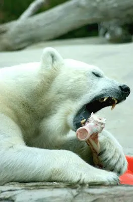 los osos polares se estan comiendo entre ellos debido al calentamiento ...