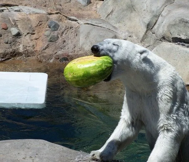 Osos polares comiendo - Imagui