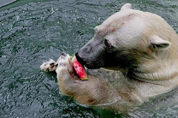 Osos polares comiendo - Imagui