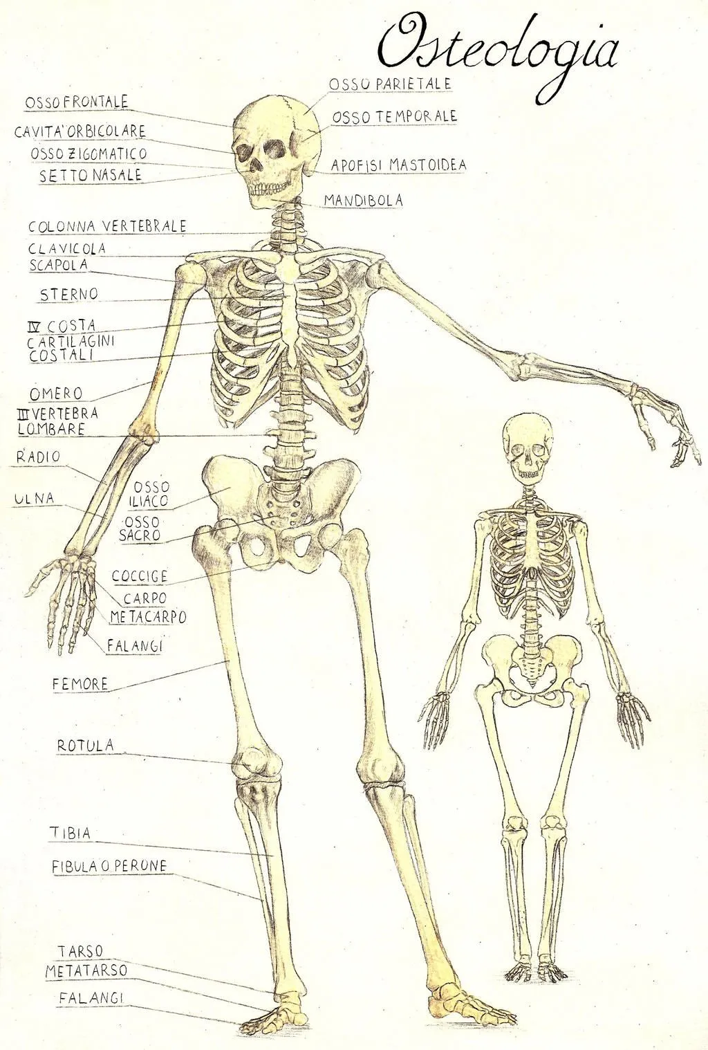 OSTEOLOGIA