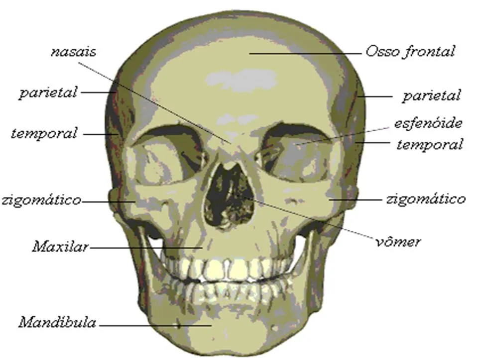 OSTEOLOGIA