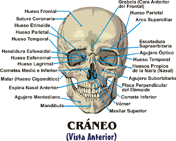 Osteologia cara y craneo - Imagui