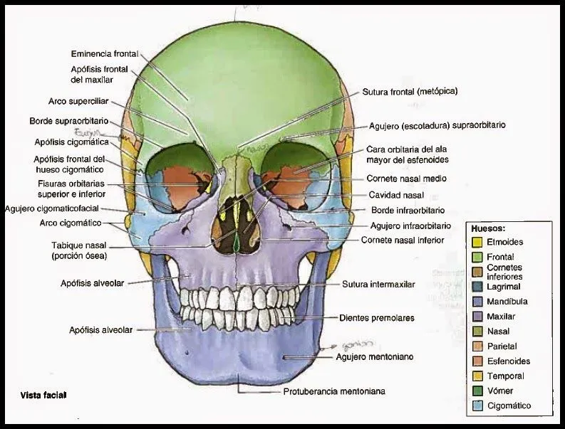 Osteología de la cara - Imagui