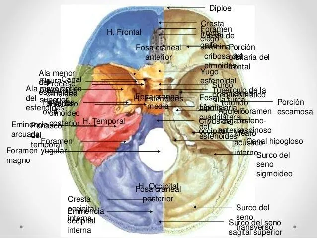 Osteologia del craneo