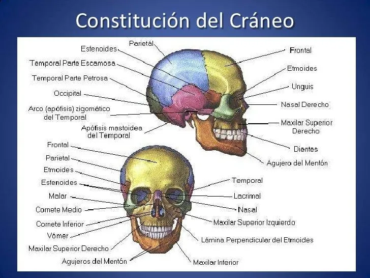 Osteología del cráneo, frontal y etmoides