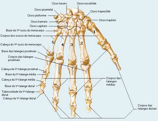 Cinesiologia: Osteologia