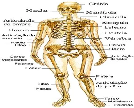 Anatomía humana general (página 2) - Monografias.