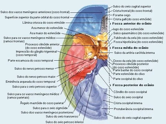 Osteologia: Esqueleto Axial – Crânio | Oi, Medicina