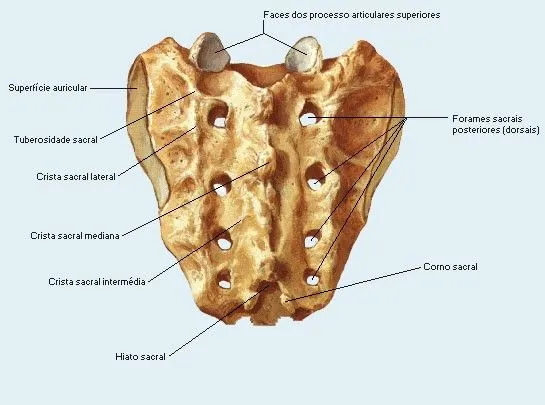 Anatomia Humana - Osteologia - Coluna Vertebral