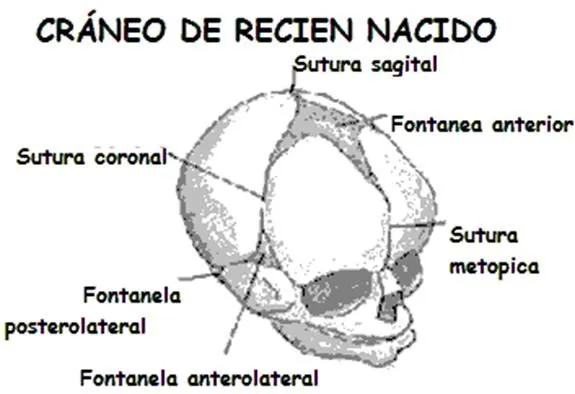 Osteología infantil (página 2) - Monografias.com