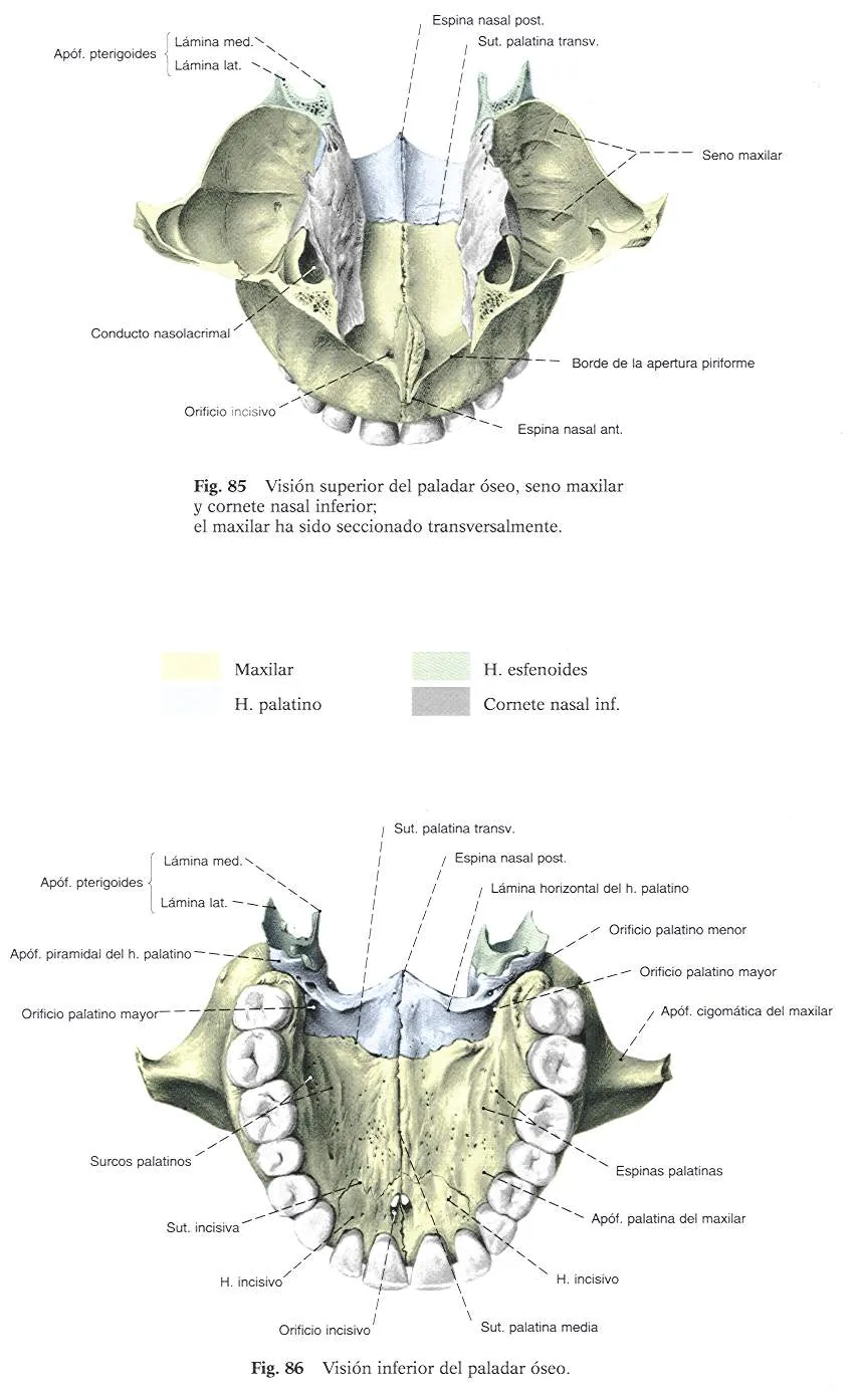 Osteologia Maxilar Superior | CFP-Ricardo Rojas - MORON Tecnico de ...