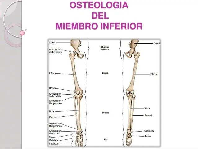 Osteología del miembro inferior