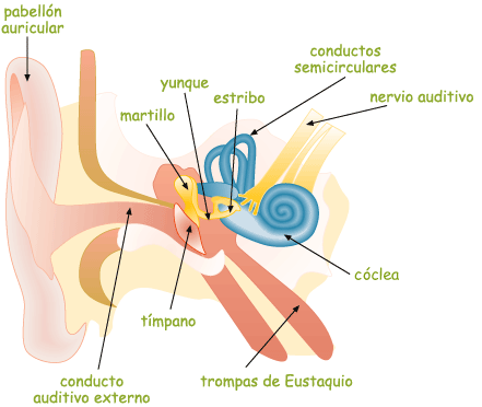 Otitis | EspaiEscoles