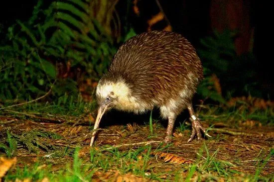 otorohanga-kiwi-house.jpg