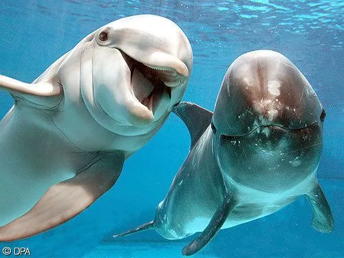 our-animals / Dolphins