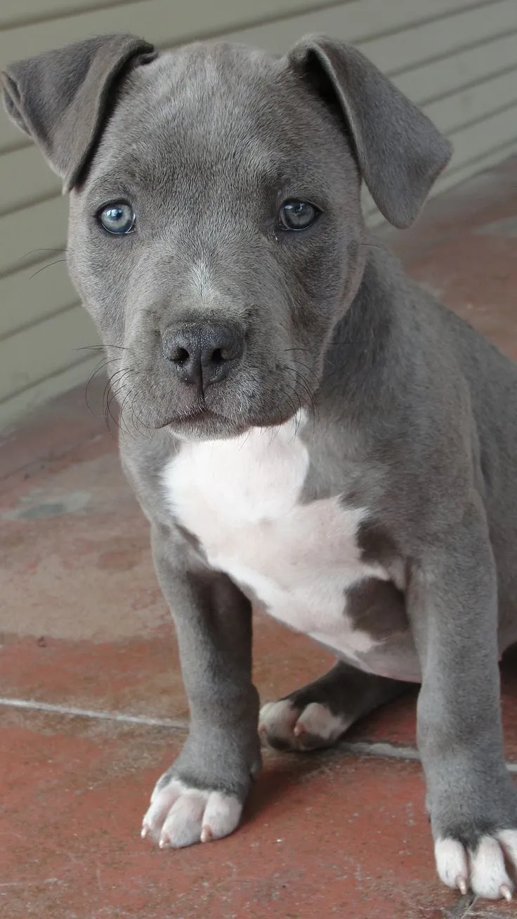 Our blue nose pitbull puppy named Rosie | Dogs | Pinterest