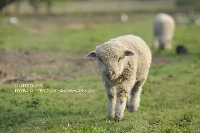 La oveja blanca | Flickr - Photo Sharing!