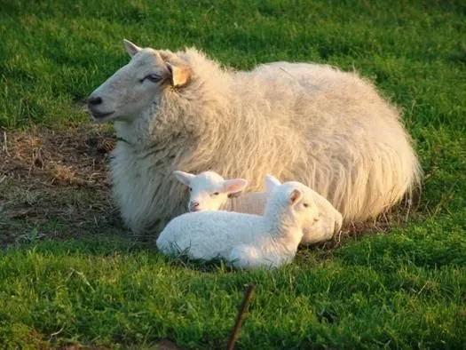 mamá oveja con sus bebés | Una Terrícola