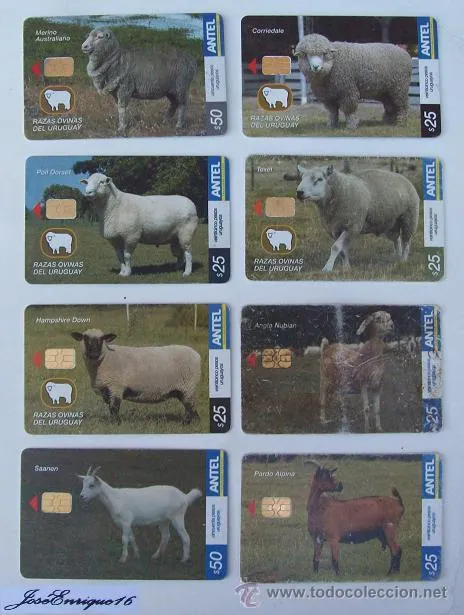 OVEJAS Y CABRAS. TARJETAS TELEFONICAS RAZAS OVINAS Y CAPRINAS URUGUAY ...