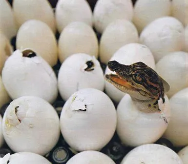 En algunas especies los huevos son fecundados por el macho al ...