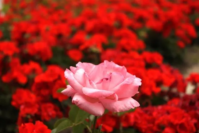 Oxkintok: Rosa Rosa sobre Rosas Rojas, Jardines del Alcázar de los ...