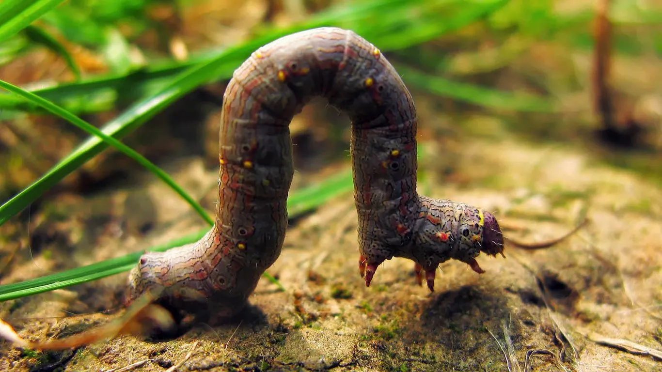 Pack de fotos de Animales en la naturaleza: Imagenes Tiernas ...