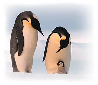 El mejor padre del reino animal: El Pingüino Emperador - Blogodisea