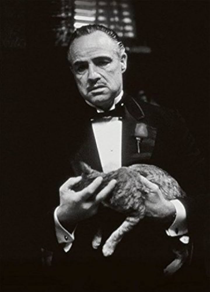 El Padrino - Marlon Brando, Gato Tarjeta Postal (15 x 10cm) : Amazon.es: Oficina y papelería