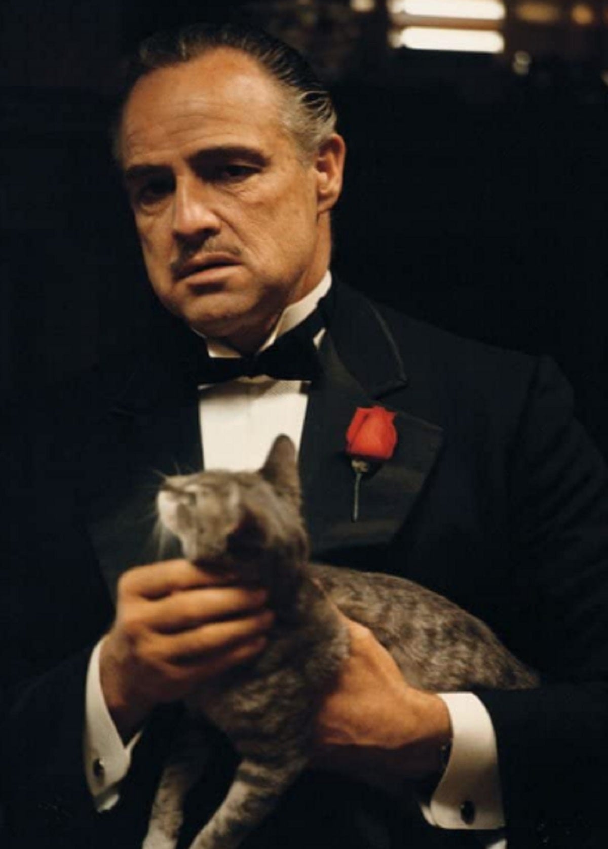 El Padrino: La peculiar historia del gato que aparece en escena con Marlon Brando