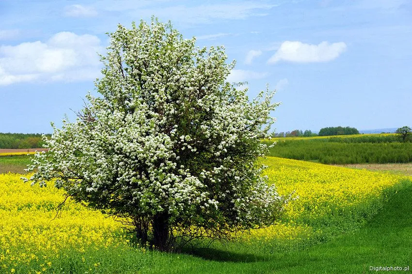 Paesaggio di primavera foto - paesaggi primaverili | Fotografie ...