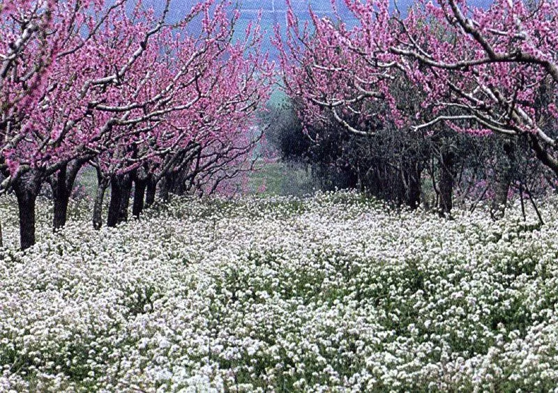 Un paesaggio di primavera | Oltre il cancello