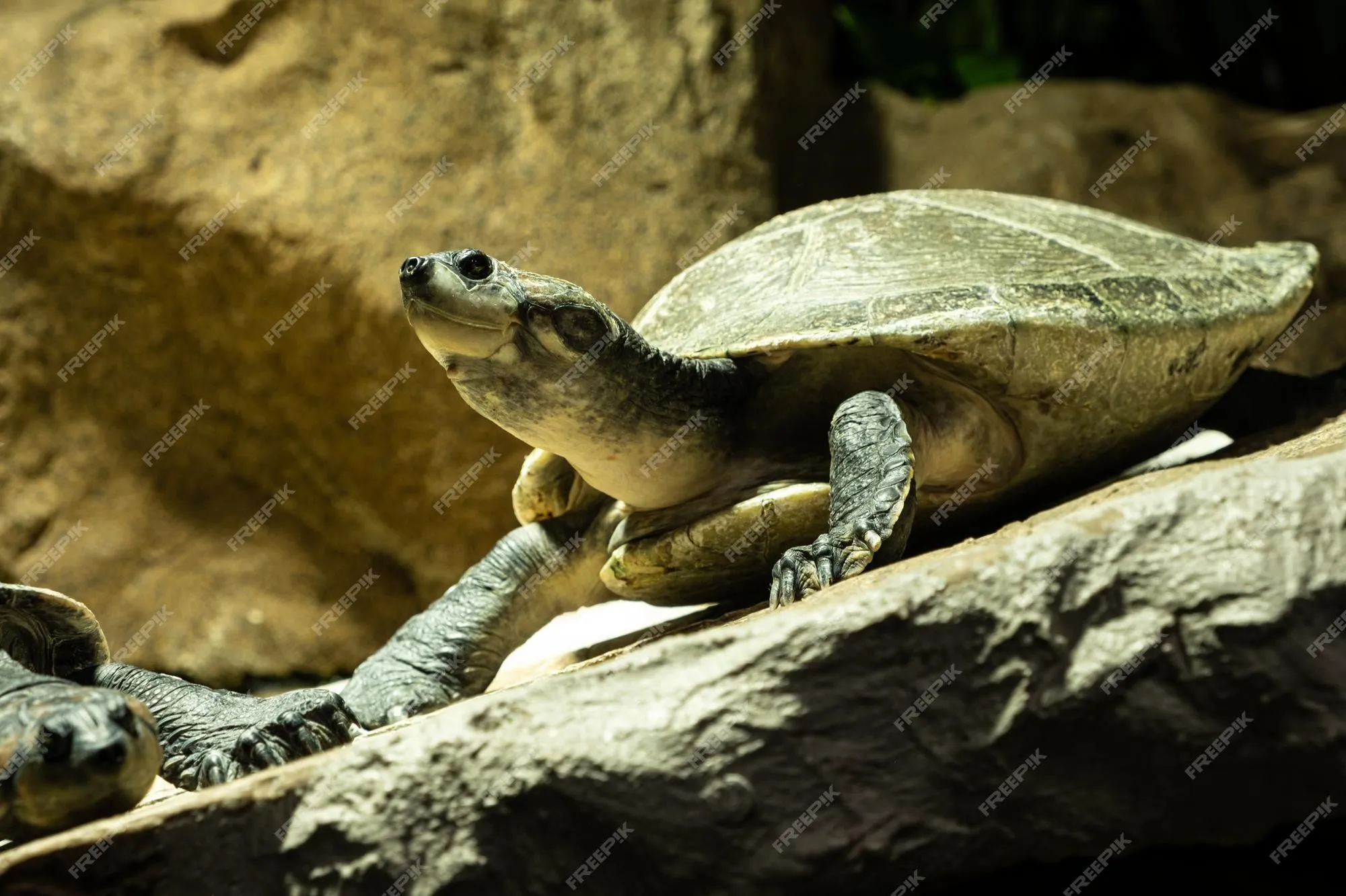 Página 15 | Imágenes de Turtle Zoo - Descarga gratuita en Freepik