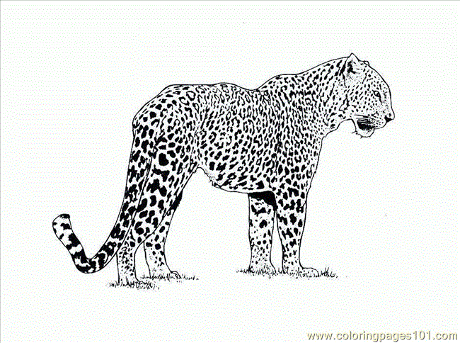Página colorear Cheetah_Picture_1_rwkzz.gif | Coloring-