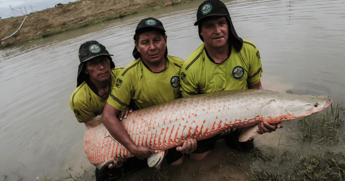 Paiche: todo sobre el pez de río más grande del mundo y del Amazonas  arapaima pirarucú | Respuestas | La República