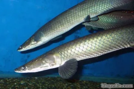 Paiche, pirarucú o arapaima | BIOPEDIA