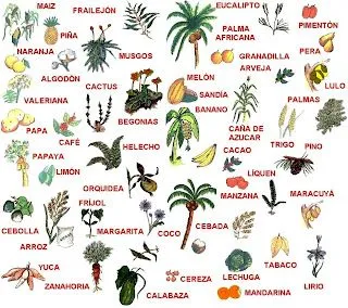 LO MEJOR DE MI PAIS: Variedad de Flora en Colombia