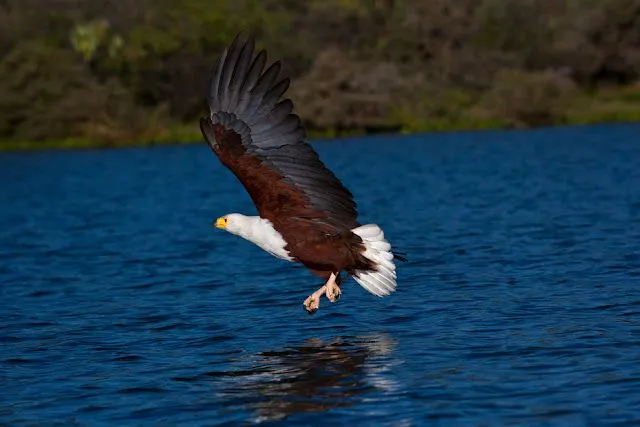 Paisaje con aguila - Imagui